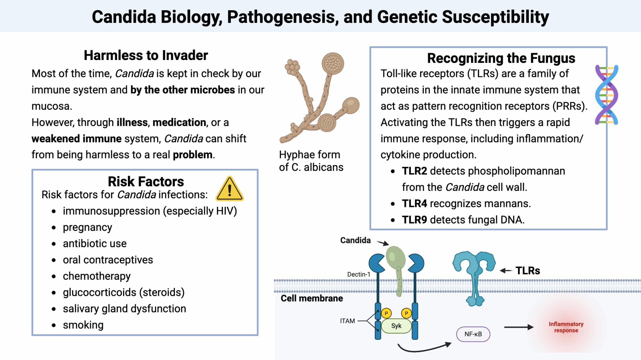 Candida Biology
