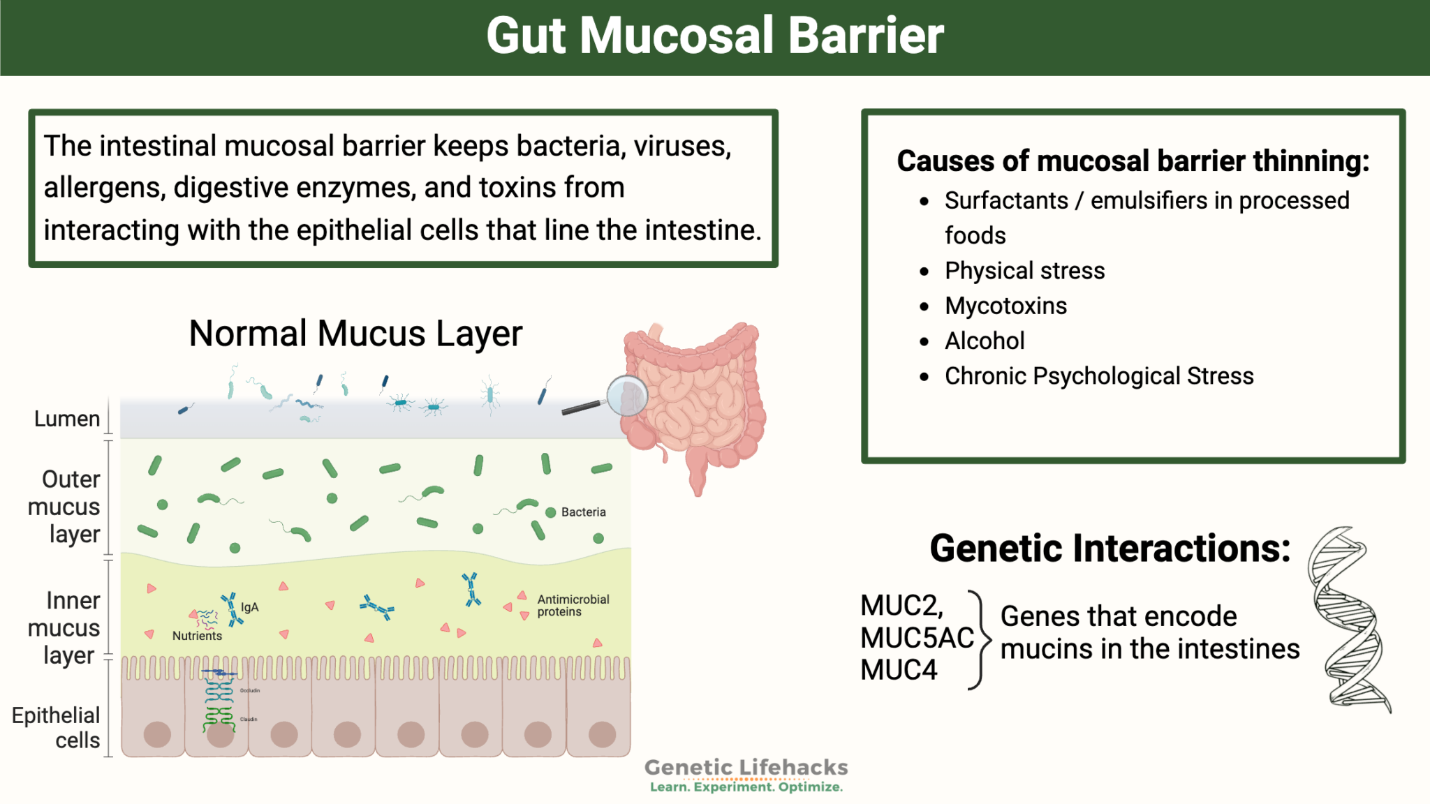 Gut Mucosal Barrier