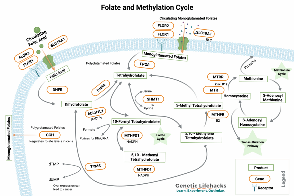 Methylation