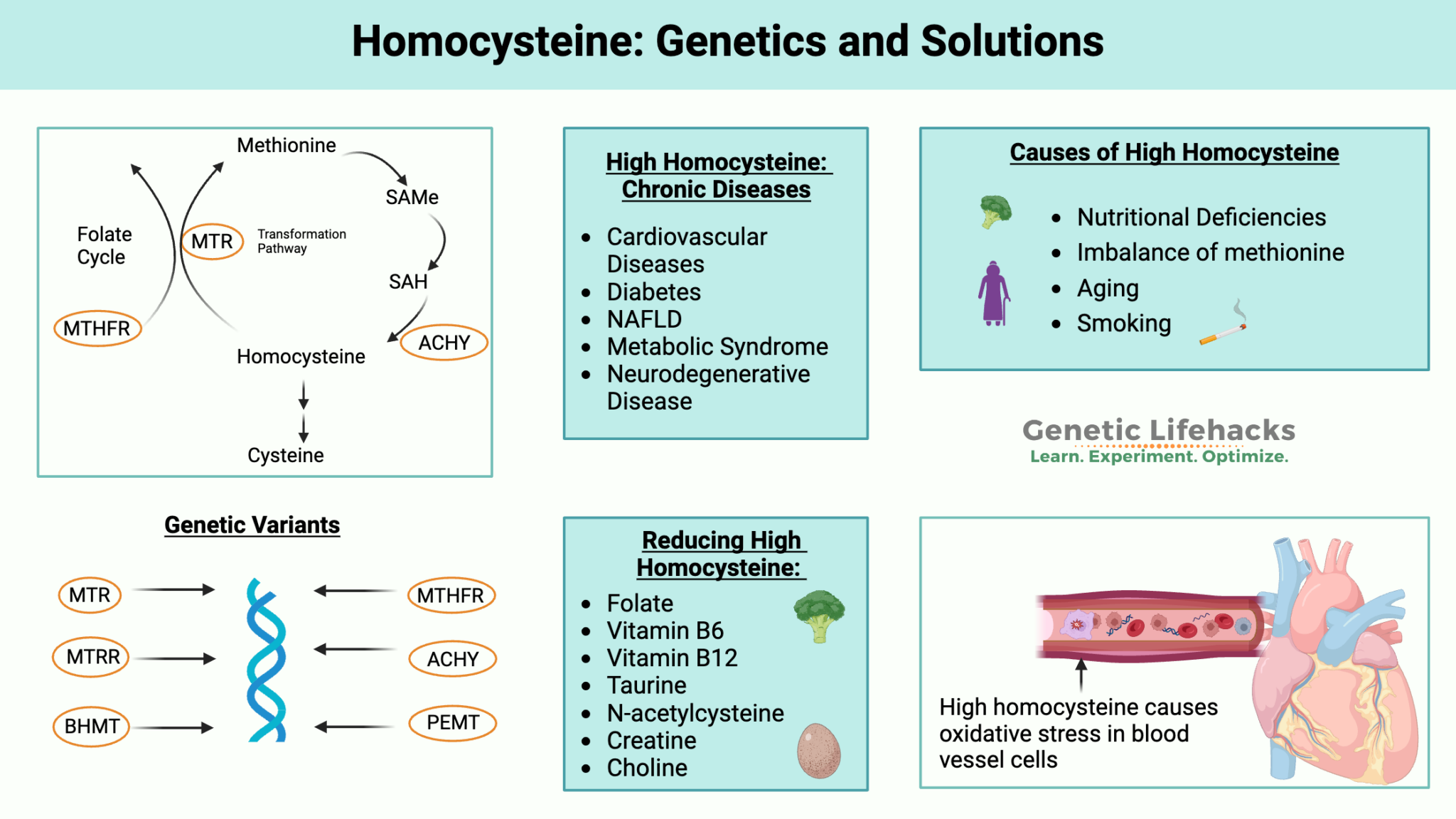 Homocysteine
