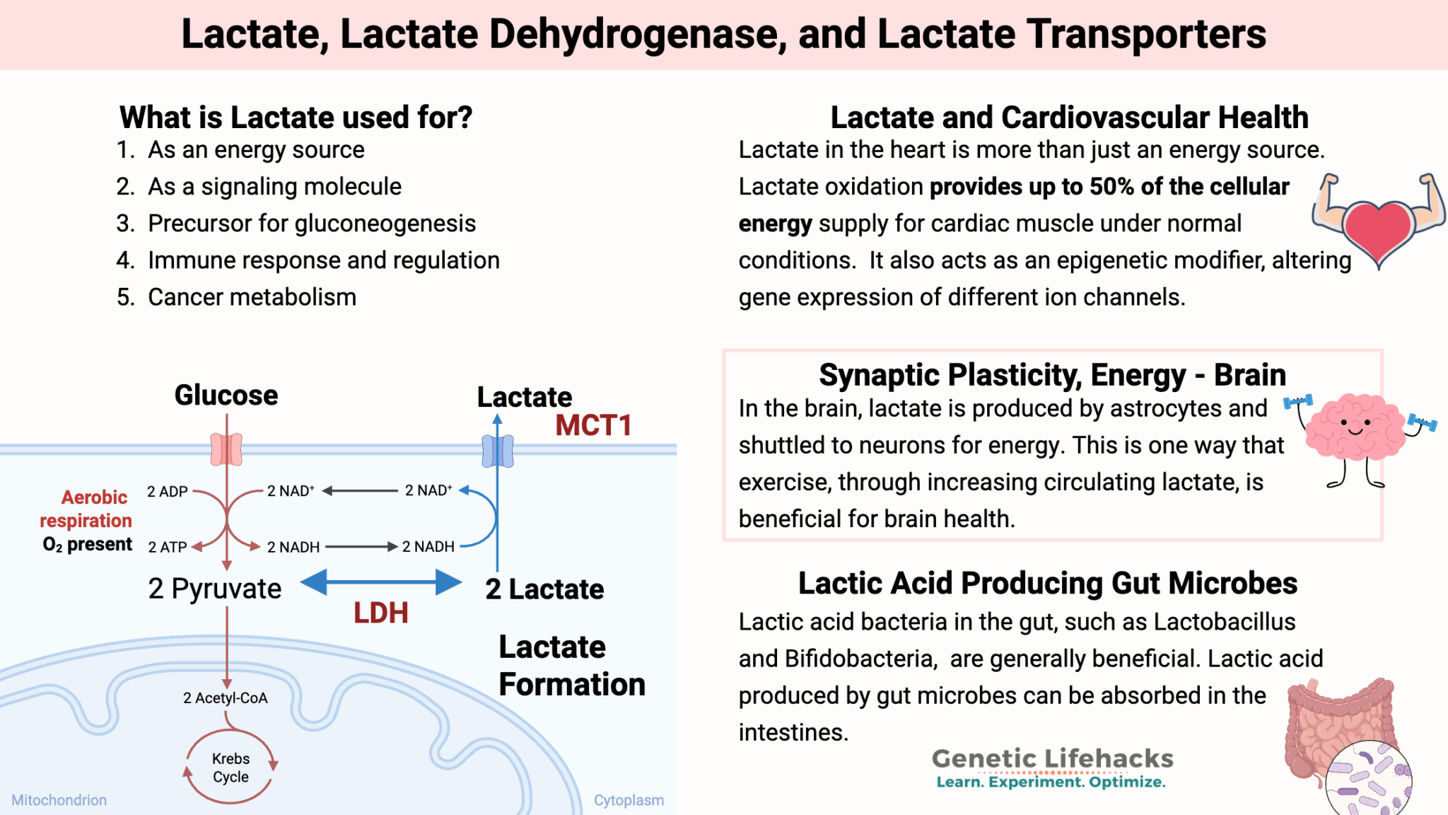 Lactate