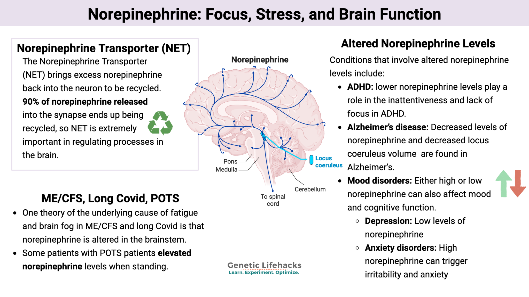 Norepinephrine