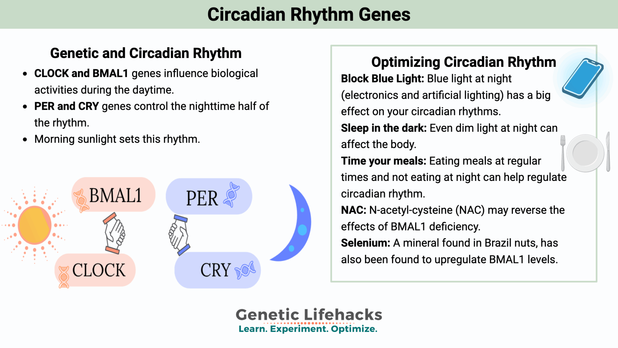 Circadian Rhythm Genes