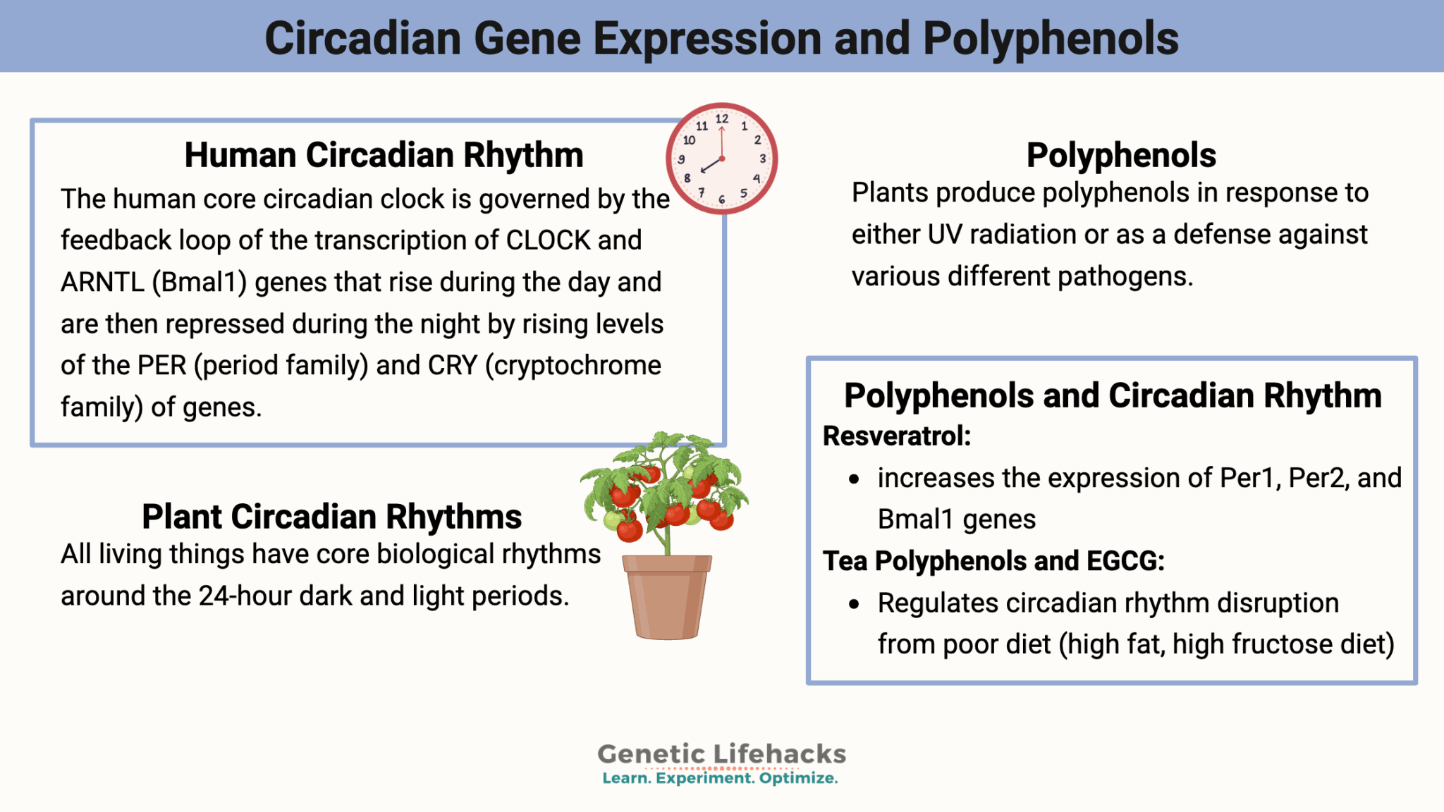Circadian Rhythm Genes