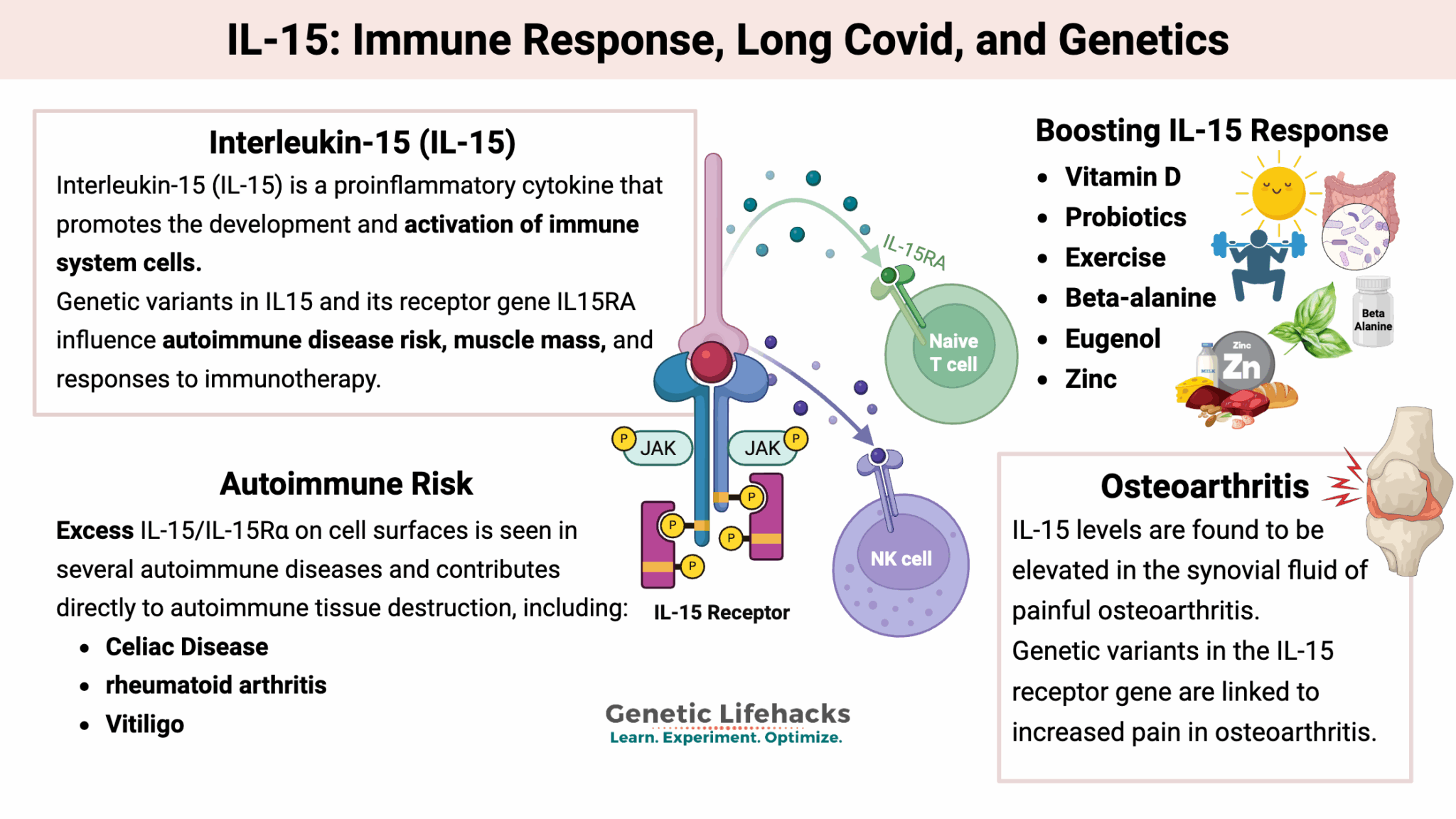 Interleukin-15 (IL-15)