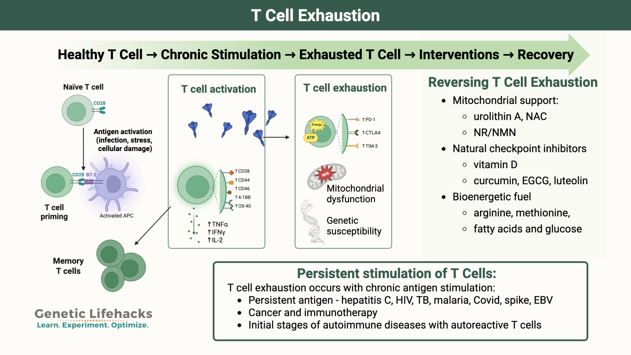 T-Cell Exhaustion