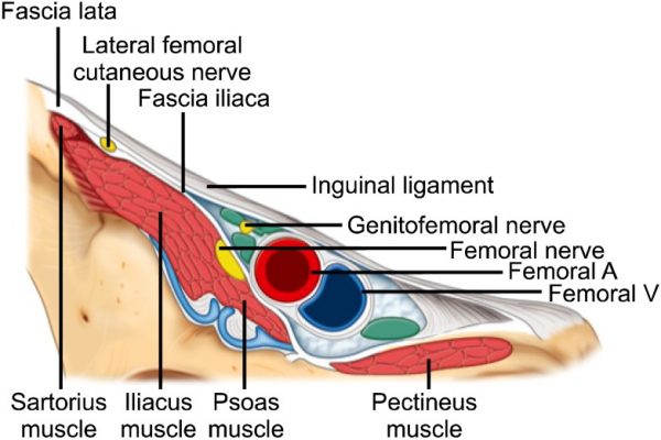 Femoral Canal