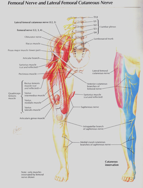 Saphenous Nerve