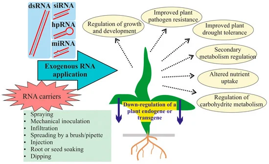 Figure 1. Exogenous application of dsRNA, siRNA, or hpRNA for plant gene regulation.