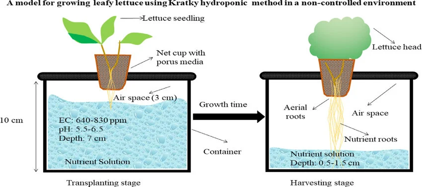 A model for growing leafy lettuce using Kratky hydroponic method in a non-controlled environment