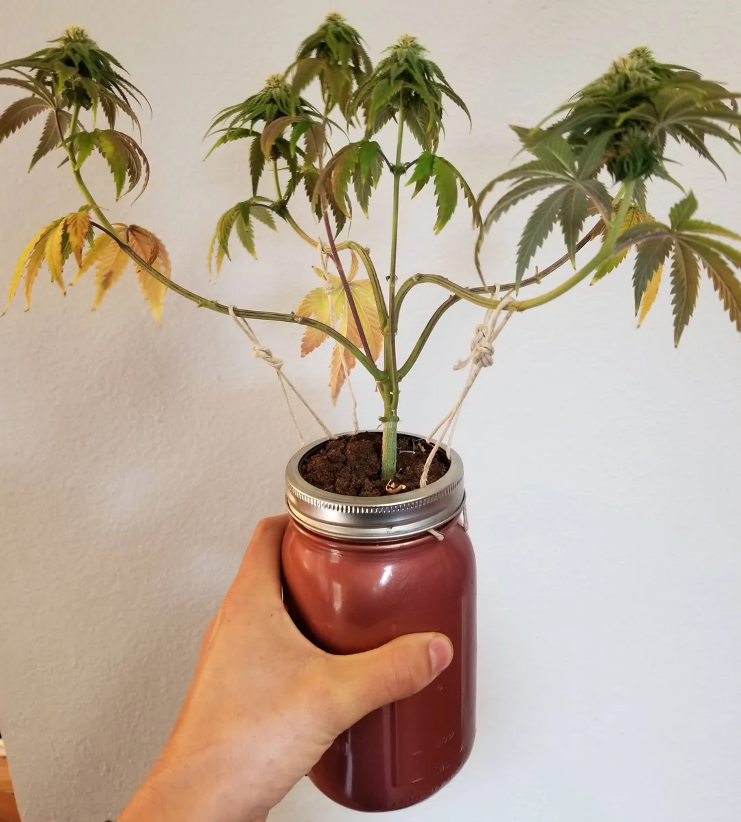 Kratky Method 2