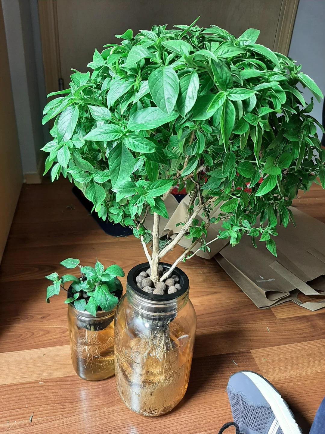 Kratky Method 4