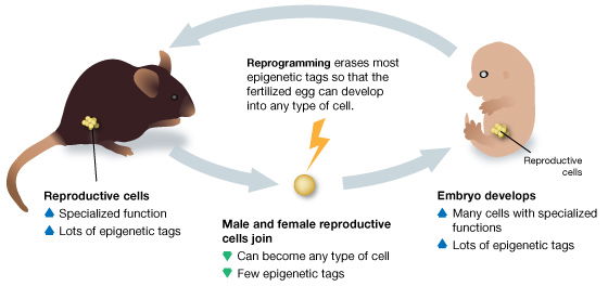Epigenetic Reprogramming